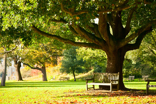 Wildlife and Parks