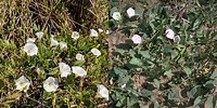 Field Bindweed