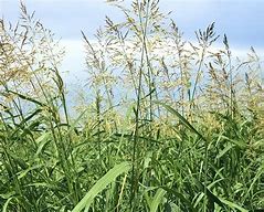 tall Johnsongrass blooming