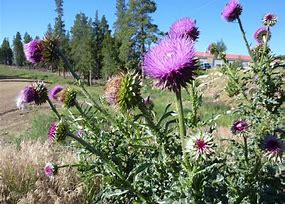 Musk Thistle