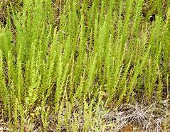 Sericia Lespedeza